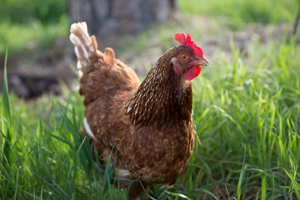 This is a photograph of a chicken.